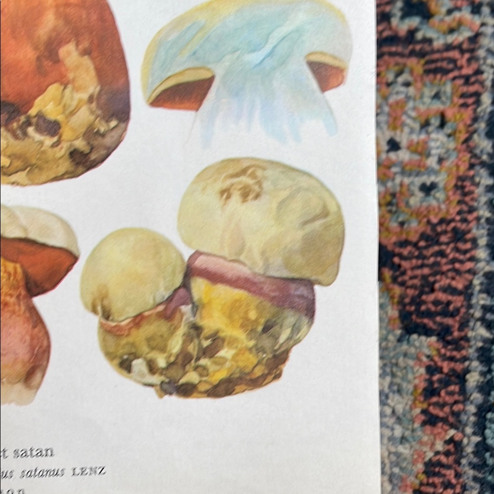 Vintage Mushroom Illustration Print - Picture 5 of 8